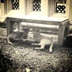 Buddhist Cats, Clearly in Love